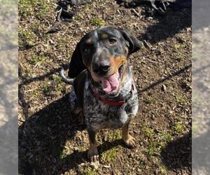 Bluetick Coonhound Dogs for adoption in Chico, CA, USA