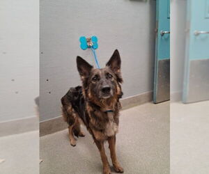 German Shepherd Dog-Unknown Mix Dogs for adoption in Las Vegas, NV, USA