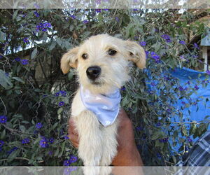 Medium Photo #1 Unknown-Wheaten Terrier Mix Puppy For Sale in San Diego, CA, USA