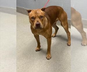 American Pit Bull Terrier-Unknown Mix Dogs for adoption in Las Vegas, NV, USA