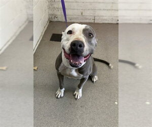 Mutt Dogs for adoption in San Bernardino, CA, USA