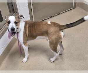 Mutt Dogs for adoption in Decatur, IL, USA