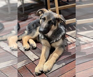 German Shepherd Dog Dogs for adoption in San Diego, CA, USA