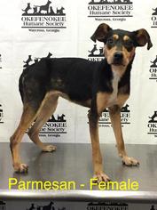 Meagle Dogs for adoption in Waycross, GA, USA