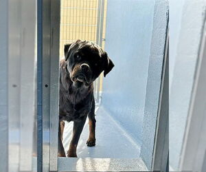 Rottweiler Dogs for adoption in Downey, CA, USA