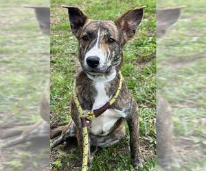 American Staffordshire Terrier Dogs for adoption in Fort Lauderdale, FL, USA