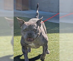 French Bulldog Dogs for adoption in Salinas, CA, USA