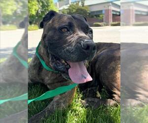 Mastiff Dogs for adoption in Woodland, CA, USA
