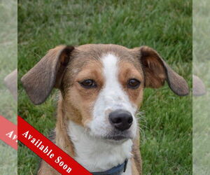 Australian Shepherd-Unknown Mix Dogs for adoption in Huntley, IL, USA
