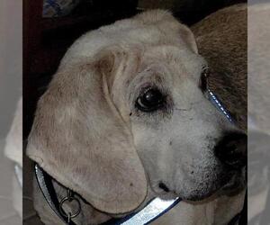 Bagle Hound Dogs for adoption in Sanford, FL, USA
