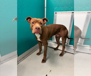 Mutt Dogs for adoption in Oklahoma City, OK, USA