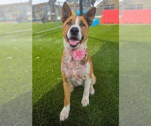 Labrador Retriever-Unknown Mix Dogs for adoption in Downey, CA, USA