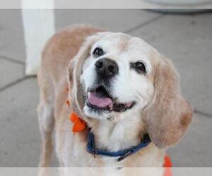 Bocker Dogs for adoption in Brighton, CO, USA