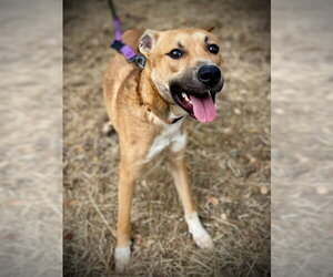 German Shepherd Dog-Unknown Mix Dogs for adoption in San Andreas, CA, USA