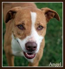 American Pit Bull Terrier-Unknown Mix Dogs for adoption in Sullivan, IN, USA