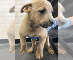 American Pit Bull Terrier-Unknown Mix Dogs for adoption in San Bernardino, CA, USA