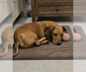 Dachshund Dogs for adoption in Weston, FL, USA