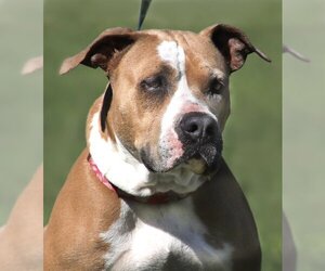 American Staffordshire Terrier-Unknown Mix Dogs for adoption in North Fort Myers, FL, USA