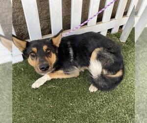 German Shepherd Dog-Unknown Mix Dogs for adoption in Modesto, CA, USA