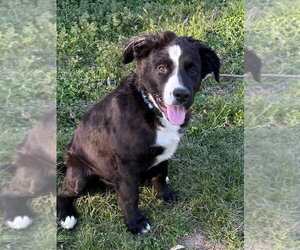 Border Collie Dogs for adoption in Claremore, OK, USA