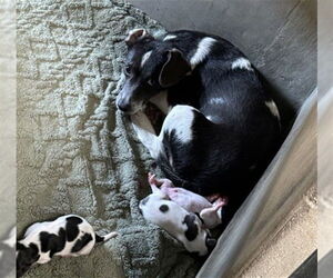 Mutt Dogs for adoption in San Bernardino, CA, USA