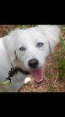 Australian Shepherd-Unknown Mix Dogs for adoption in Decatur, AL, USA