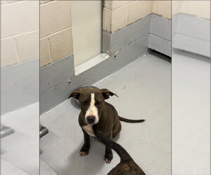 Mutt Dogs for adoption in Augusta, GA, USA