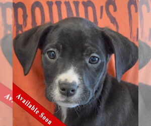 Border Collie-Unknown Mix Dogs for adoption in Huntley, IL, USA