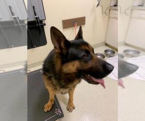 German Shepherd Dog Dogs for adoption in Fremont, CA, USA