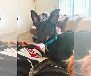 Mutt Dogs for adoption in Germantown, OH, USA