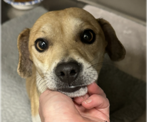 Beagle-Chihuahua Mix Dogs for adoption in San Diego , CA, USA