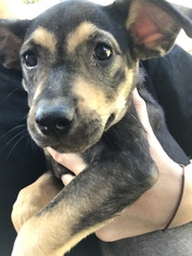 Small Labrador Retriever Mix