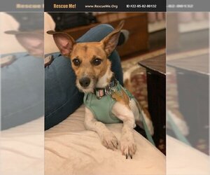 Jack-Rat Terrier Dogs for adoption in Baltimore, MD, USA
