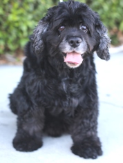 Cocker Spaniel Dogs for adoption in Los Angeles, CA, USA