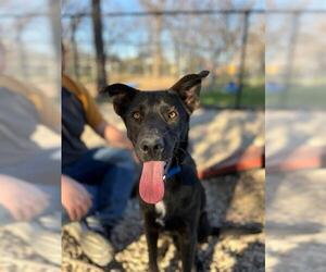 Labrador Retriever-Unknown Mix Dogs for adoption in Waco, TX, USA