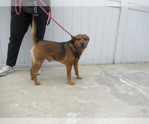 Beagle-Unknown Mix Dogs for adoption in Louisville, KY, USA