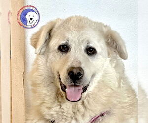 Great Pyrenees Dogs for adoption in Spring, TX, USA