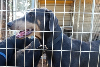 Doberman Pinscher Dogs for adoption in Edmond, OK, USA