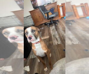 Bullboxer Pit Dogs for adoption in Ogden, UT, USA