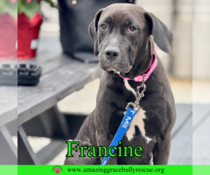 Labrador Retriever-Unknown Mix Dogs for adoption in Pensacola, FL, USA