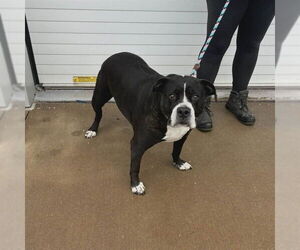 Staffordshire Bull Terrier-Unknown Mix Dogs for adoption in Louisville, KY, USA