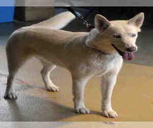 Medium Photo #1 Siberian Husky-Unknown Mix Puppy For Sale in Ogden, UT, USA