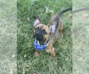 Frenchie Pug Dogs for adoption in Phoenix, AZ, USA