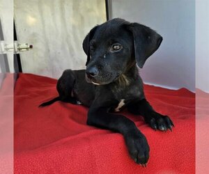 Labrador Retriever-Unknown Mix Dogs for adoption in Newcastle, OK, USA