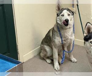 Siberian Husky-Unknown Mix Dogs for adoption in Pasadena, CA, USA