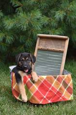 Medium Photo #1 German Shepherd Dog Puppy For Sale in Lewistown, PA, USA