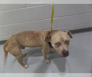 Mutt Dogs for adoption in Augusta, GA, USA