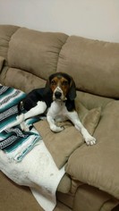 Medium Photo #1 Treeing Walker Coonhound Puppy For Sale in Lockport, NY, USA