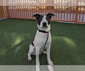 American Pit Bull Terrier-Unknown Mix Dogs for adoption in Las Vegas, NV, USA