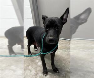 Chihuahua-Unknown Mix Dogs for adoption in Pasadena, TX, USA